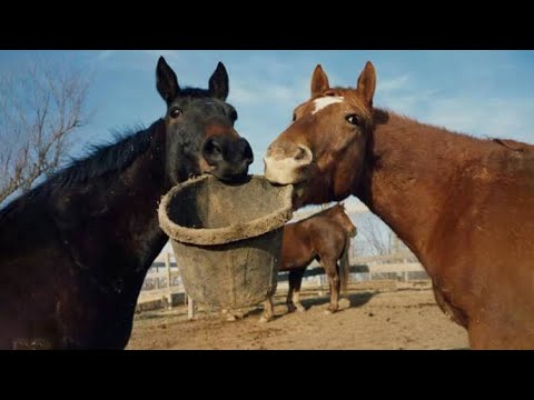 Best funniest horses of the week - Funny And Cute horses Video Compilation 2025🐴#22
