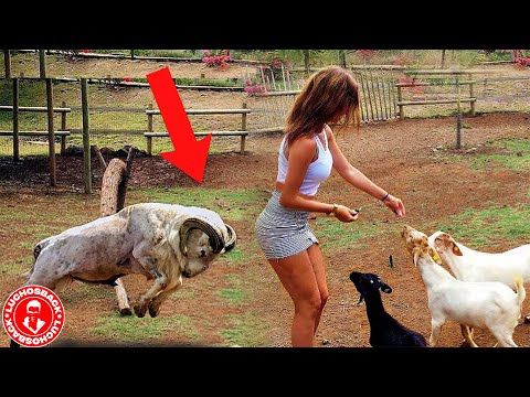 1 HORA DE MOMENTOS INCREIBLES CON ANIMALES CAPTADOS POR LAS CAMARAS