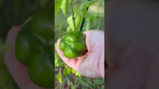 It’s a good thing we don’t have to survive strictly off the garden 🤣 #homesteadlife #gardening