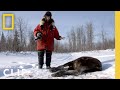 Understanding Wolf and Moose Dynamics