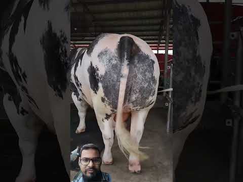 1300 kg heavy weight Belgium bull one piece in bd #cow #bull #cowfeed #milkfed #dairycalves #dairy