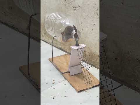 Best mouse trap idea/good rat trap plastic bottle #mouse #mousetrap #rattrap #rat