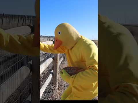 Rubber Ducky Surprises Ducky & Puppy With Car Ride Chase! ( Part 2 )