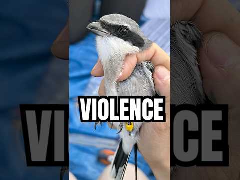 This bird is a SERIAL KILLER