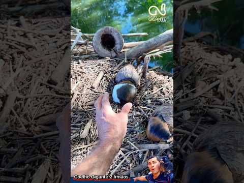 Lá está aquele bicho 😲 #shorts