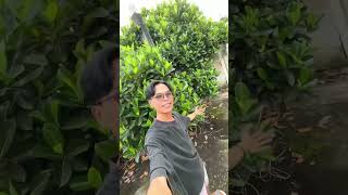 Kumpulan video shorts Rumah pohon nangka @ardiners1