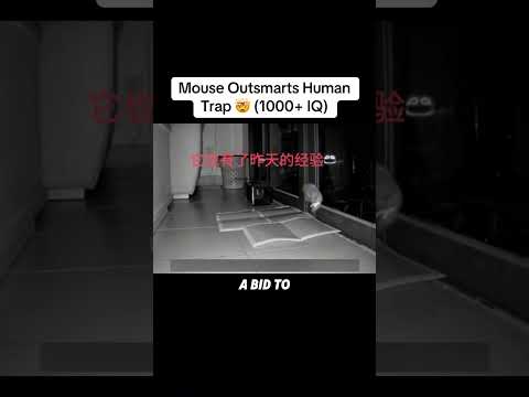 Crazy Mouse Escapes House With Food