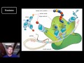 Exploring DNA Structure and Replication