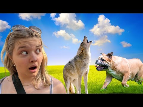 Our Dog Chased a Wild Animal Away! (Backyard Adventure)