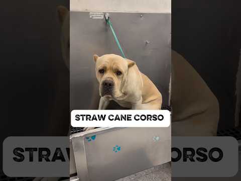 Iceman the Straw Corso first professional groom. #canecorso #corso #canecorsoitaliano #mastiff