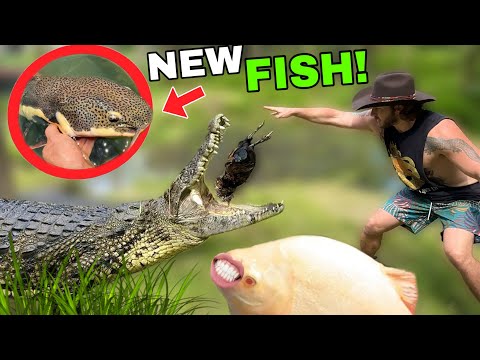 FLYING CROCODILES + NEW EXOTIC FISH!