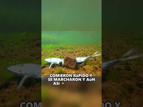 The role of dead fish at the bottom of the water #animals #fish #fishing #underwater