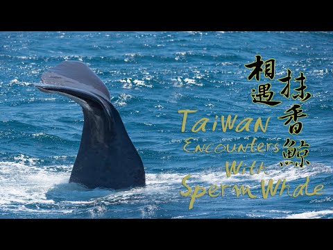 《相遇抹香鯨》（Taiwan Encounters with Sperm Whales） - YouTube