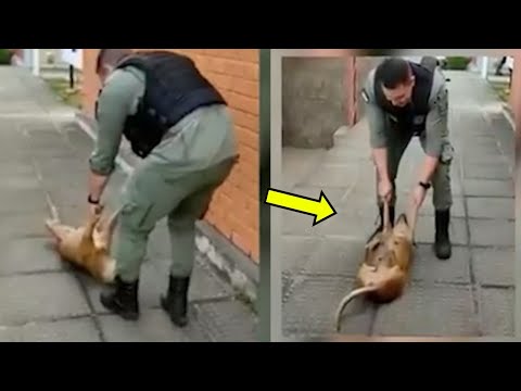 Emotivo Rescate De Una Perrita Callejera Que Encuentra un Nuevo Hogar con la Policía