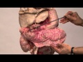 Anatomy of the Digestive System