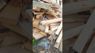 Ein Ergiebiger Tag im Wald