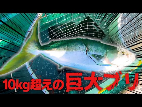 【10kg越えの巨大魚】釣り好きが釣ってきてくれたブリが凄すぎた！