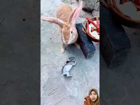 Kasihan kelinci itu #pets #rabbit #animals #bunny #shorts #kelinci #kelincilucu #shorts