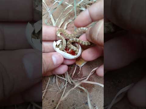 A Baby Snake Is More Dangerous Than A Big Snake. #shorts