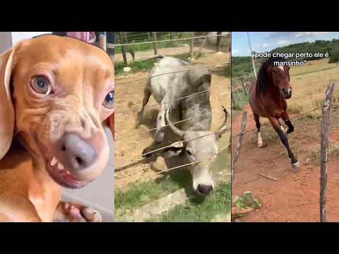 ANIMAIS do CÃO: não há mais o que fazer!