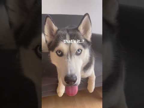 husky argues for new treats #shorts