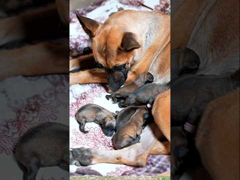 Anjing betina menahan sakit akan melahirkan  #shorts