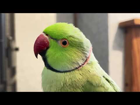 Riki The Ringneck parrots singing and squeaking. Cute funny animal parrot videos.