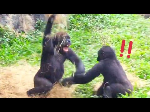 Jabali and Ringo's Epic Straw Battle!😆🤪呷百二和林戈的稻草大戰！