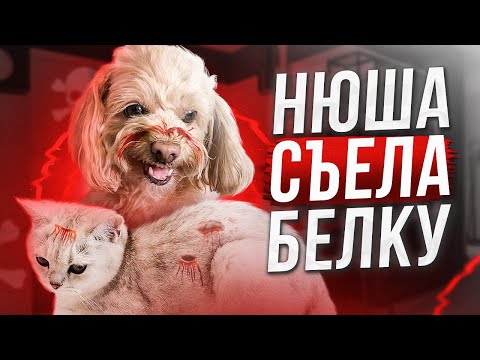 НЮША СЬЕЛА БЕЛКУ?#cat