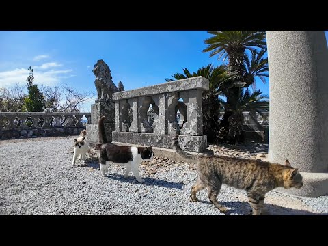 猫島の港で出会った猫たちと高台にある神社に行ってきた