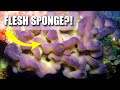 Slime Sponges: Biology and Characteristics