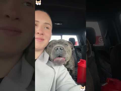 His behavior makes me laugh.🤣🤣🤣😂😂😂 #dog #dogs #dogliver #fyp #funnyanimals #usa #foryou