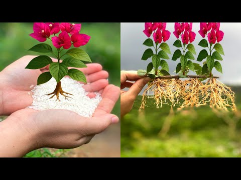 Just rice! Propagating bougainvillea has never been easier! Check it out!