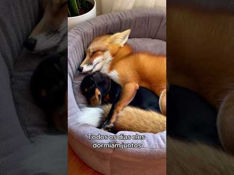 Esta Raposa Virou A Melhor Amiga Do Meu Cachorro