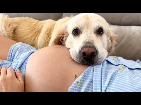 Golden Retriever and Pregnant Woman [Cutest Video Ever]