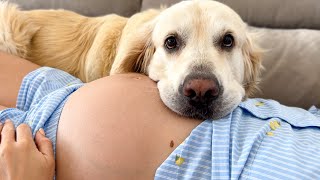 Golden Retriever and Pregnant Woman [Cutest Video Ever]