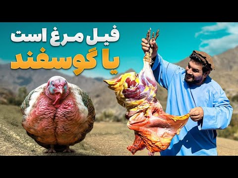 لقمه ـ  تجربه طعم‌ های مختلف و بی‌ نظیر غذا با قروت و فیل مرغ پنجشیر