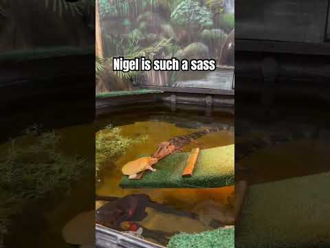 Feeding my caiman !