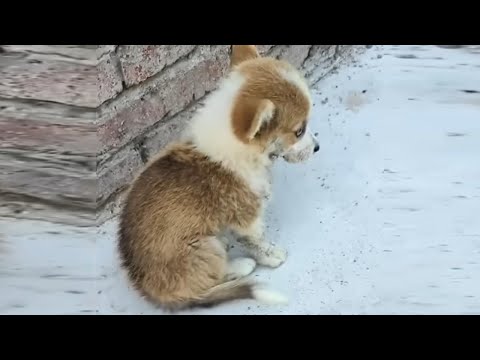 The little blind dog was left alone by the roadside, curled up in fear, trembling in the corner