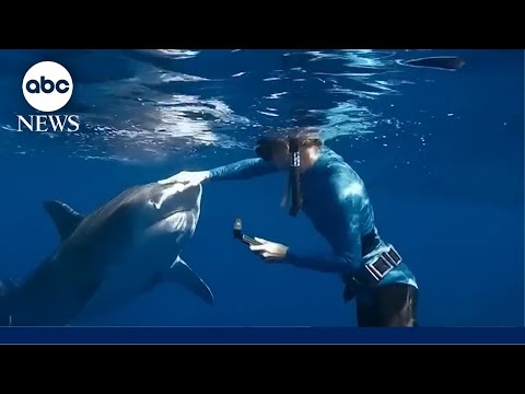 YouTube video thumbnail: This Simple Advice From the ‘Shark Whisperer’ Could Save Your Life