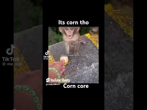 3rd time, IT'S CORN!!! #memes #shorts #funny #monkeys #babymonky #tungtungtungsahur
