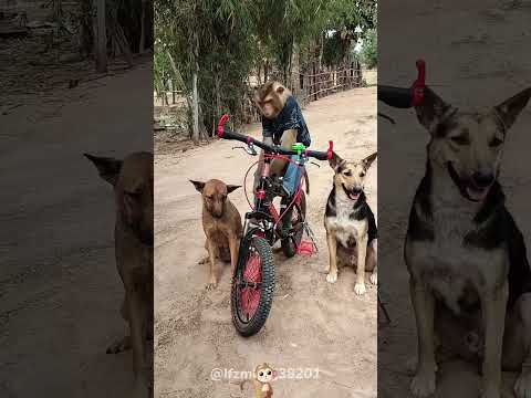 Bad monkey bullying dog#dog #monkey
