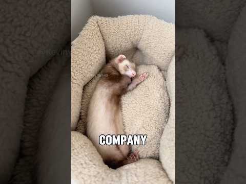 “Obtained leader certification “#shorts #animals #youtubeshorts #cute #pets