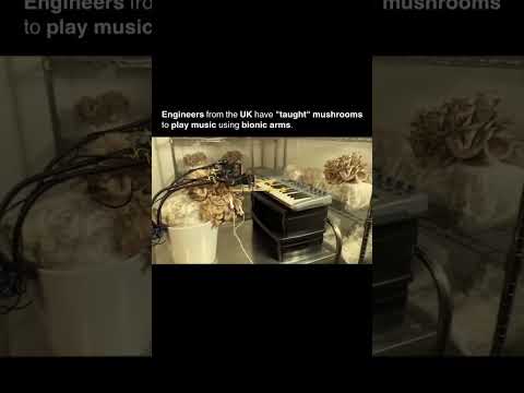 Music Playing Mushrooms #shorts #trending #facts #space