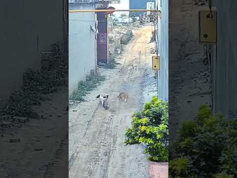 omg , poor dog #dog #dogvideos #shortvideo #short #omg #viral