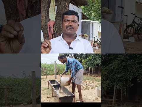 முழு வீடியோ க்கு play பட்டனை அமுக்கவும் #goats