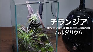 LEDで育てるチランジアを育てるパルダリウム【エアプランツ】No.197