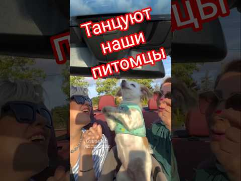 Танцуют все! 🔥