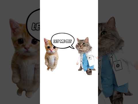 How hemorrhoids work? explain with kitties