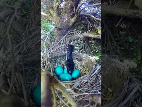 الطائر العبقري اللي ضحك على التعبان! 🐦🐍